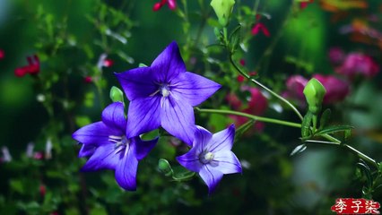 ฟืน ข้าว น้ำมัน เกลือ ซีอิ๊ว น้ำส้มสายชู และชา