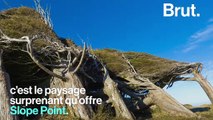 Slope Point : des arbres poussent à l'horizontal