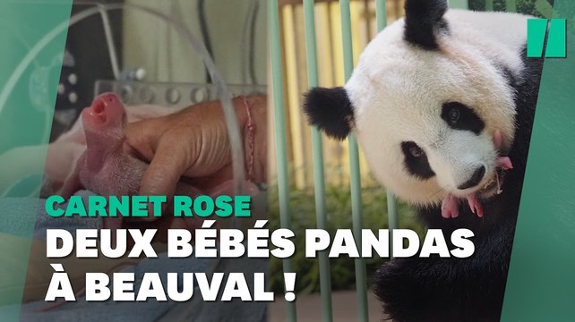 Zoo de Beauval: les jumeaux de la femelle panda Huan Huan sont nés