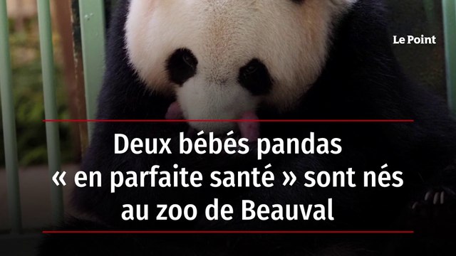 Deux bébés pandas « en parfaite santé » sont nés au zoo de Beauval