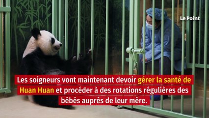 Deux bébés pandas « en parfaite santé » sont nés au zoo de Beauval
