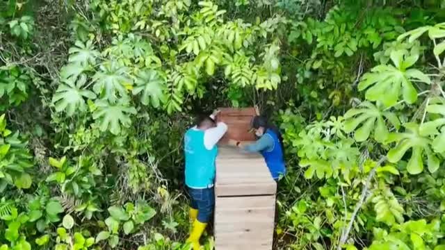 Liberan a unos 100 animales salvajes en la selva colombiana
