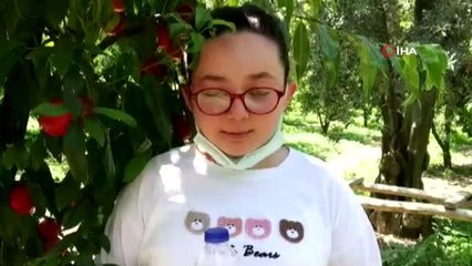 Bursa'da tarladan topladığı nektarinlerin parasını ağaçların arasına bıraktı