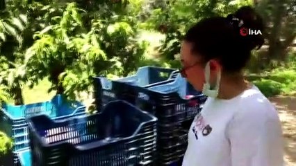 Bursa’da tarladan topladığı nektarinlerin parasını ağaçların arasına bıraktı