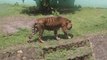 Indonesia investiga cómo pudieron contagiarse de covid dos tigres de Sumatra