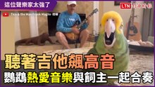 有如專業聲樂家般高歌！鸚鵡熱愛音樂　與吉他合奏默契十足