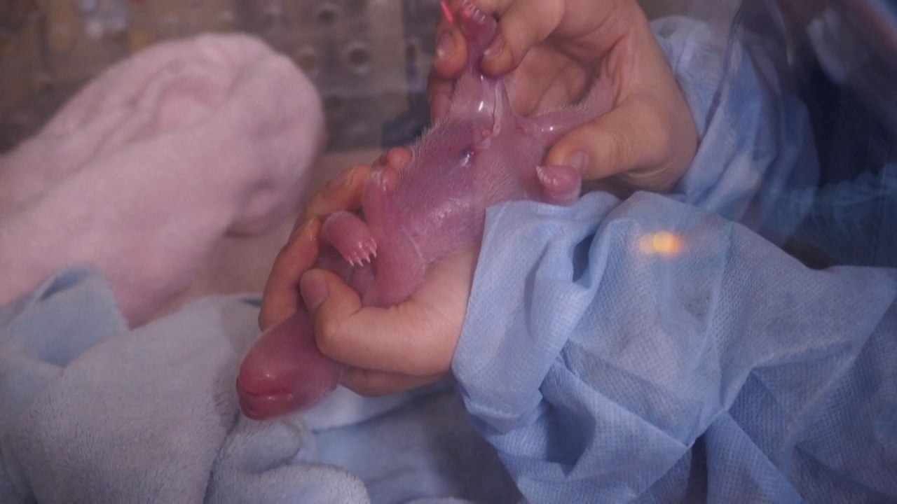 Des jumelles pandas sont nées au zoo de Beauval