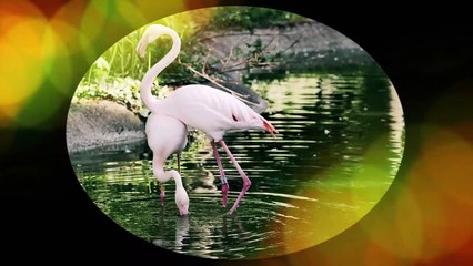 Nice Duck Underwater | Duck | Ducks | Under Water