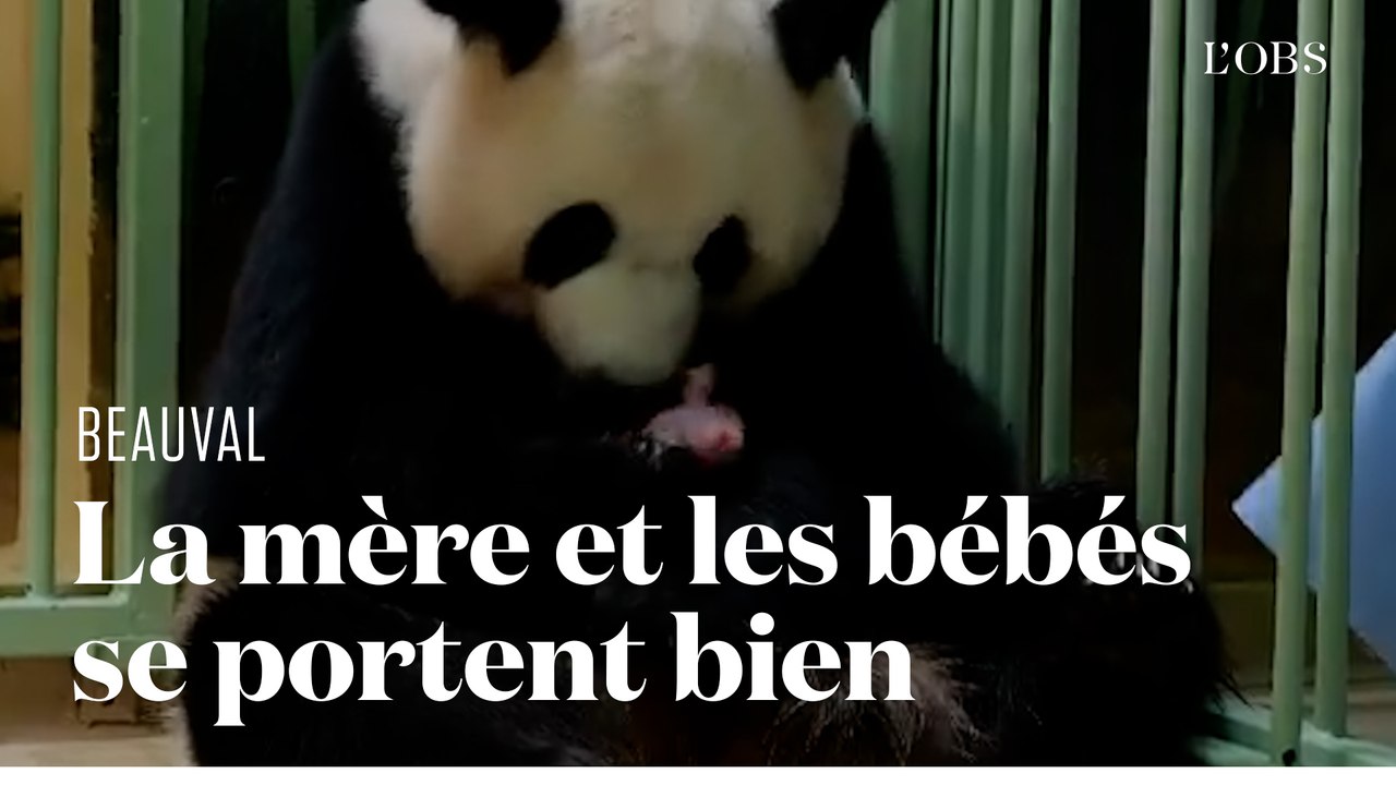 Huan Huan, la femelle panda du zoo de Beauval, donne naissance à deux bébés