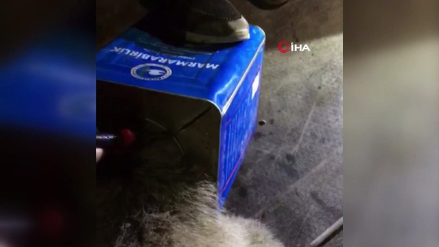 Kafası teneke kutuya sıkışan ayıya itfaiyeden yardım eli