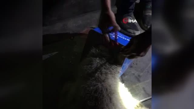 Kafası teneke kutuya sıkışan ayıya itfaiyeden yardım eli