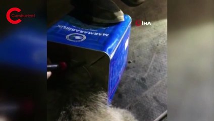 Ağrı’da ayı kurtarma operasyonu kamerada