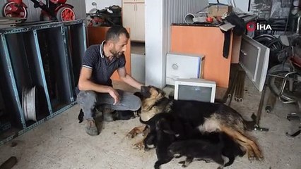 6 beklerken 11 yavru doğurdu, sahiplendirilecekler