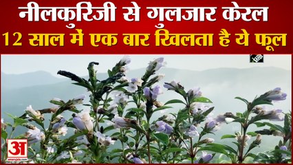 Neelakurinji flowers से गुलजार Shalom Hills, 12 साल में एक बार खिलते हैं ये फूल