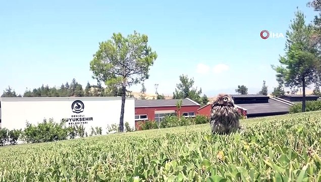 Yeniden özgürlüğe kanat çırptılar