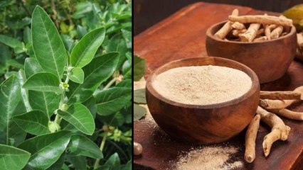 India, UK To Conduct Clinical Trials Of Ashwagandha Plant For Treating Covid-19  || Oneindia Telugu