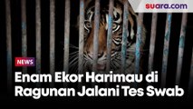 Termasuk Tino dan Hari, Enam Dari Sembilan Ekor Harimau Sumatera di Taman Margasatwa Ragunan Jalani Tes Swab PCR