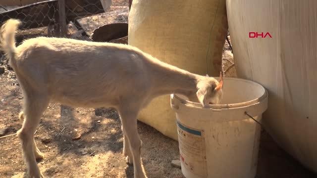 KAFASI TENEKE KUTUYA SIKIŞAN YAVRU AYIYI İTFAİYE KURTARDI