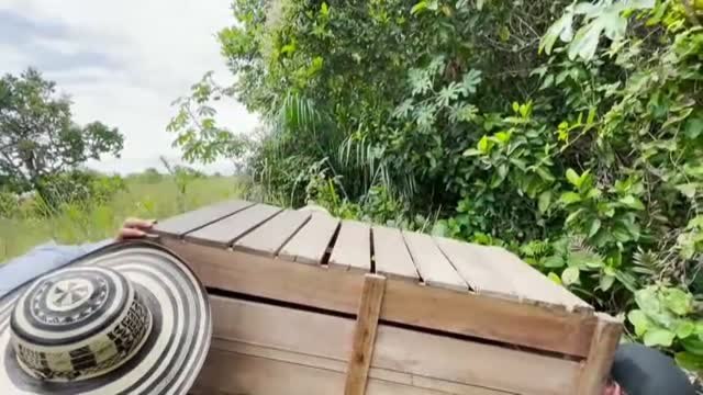 Colombia traslada a una reserva natural a un centenar de animales provenientes del mercado negro