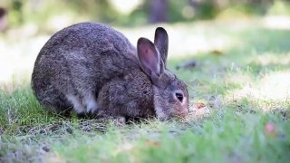 cute rabbit video compilation