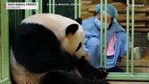 Giant panda gives birth to twin cubs in France