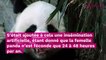 Deux bébés pandas sont nés au ZooParc de Beauval