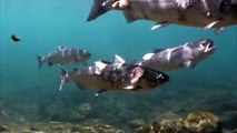 أسماك السلمون تحترق في المياه بسبب ارتفاع درجات الحرارة: فيديو محزن