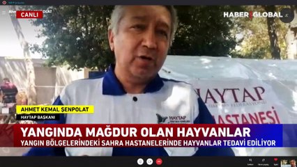 Manavgat'ta nefes almakta zorlanan bazı hayvanlara serum bağlandı