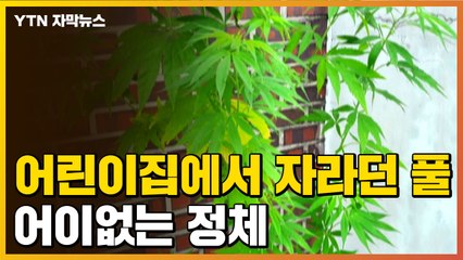[자막뉴스] 어린이집에서 무성하게 자라던 풀, 알고 보니...'황당' / YTN