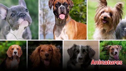 Funniest  Dogs and Cats - Awesome Funny Pet Animals Videos