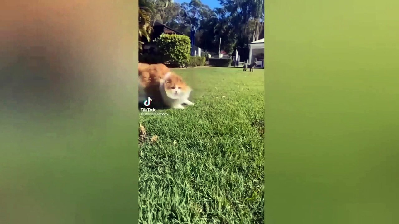 cute cat paws so cute|cats funny video.