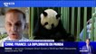Les pandas, un "instrument de diplomatie" entre la France et la Chine