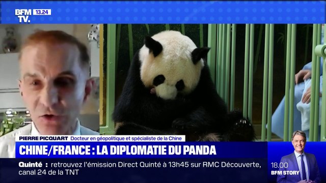 Les pandas, un instrument de diplomatie entre la France et la Chine