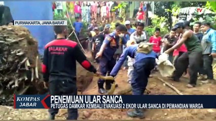 Ngeri!, Sumur Warga Dipurwakarta Ternyata Sarang Ular Sanca