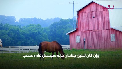 تفسير حلم ركوب الخيل في المنام