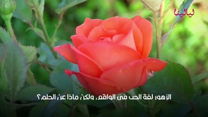 تفسير رؤيا الورد في المنام