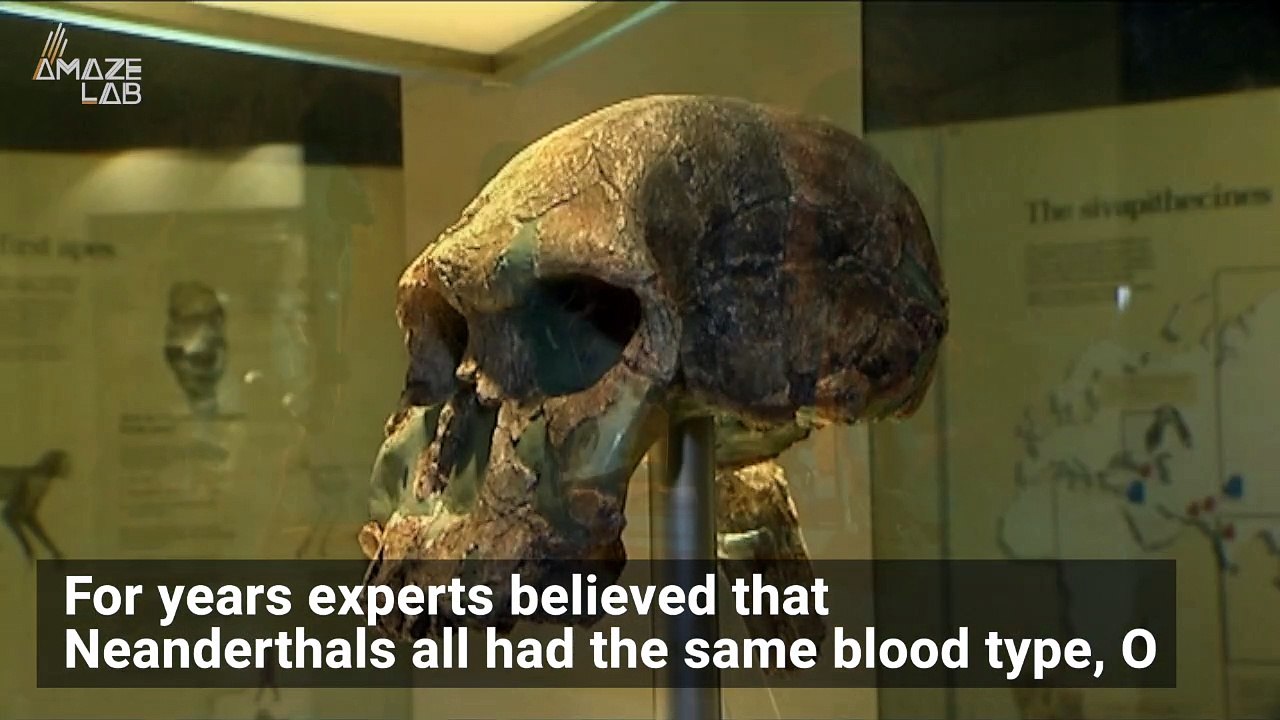 Study Reveals Neanderthals Had Multiple Blood Types and Why They May Have Died Off