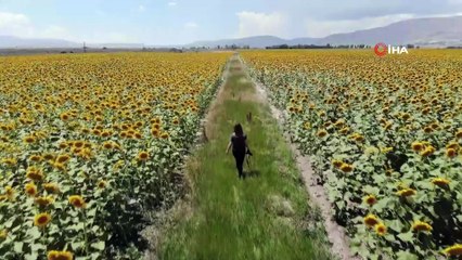 Patates tarlaları yerini ayçiçeği tarlalarına bıraktı