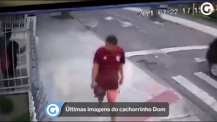 Últimas imagens do cachorrinho Dom