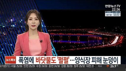 폭염에 바닷물도 '펄펄'…양식장 피해 눈덩이