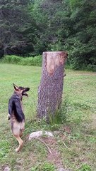 Shepherd Searches in Circles for Squirrel