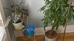 These Hardware Essentials Kept My Plants Alive When I Was Traveling for Three Weeks (Reall