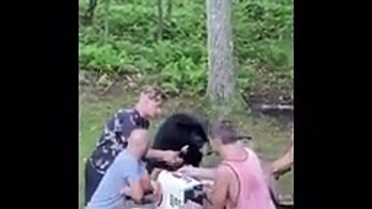 UNBELIEVABLE Bear Attacks & Interactions CAUGHT ON CAMERA!