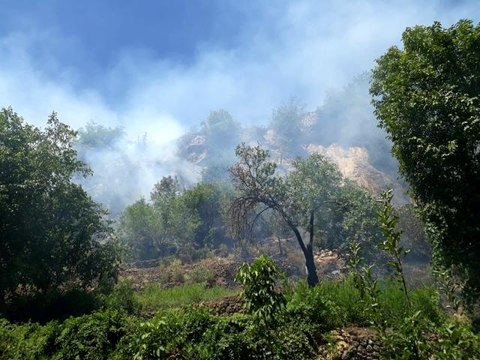Son dakika! Elazığ'da çıkan orman yangını kısa sürede söndürüldü