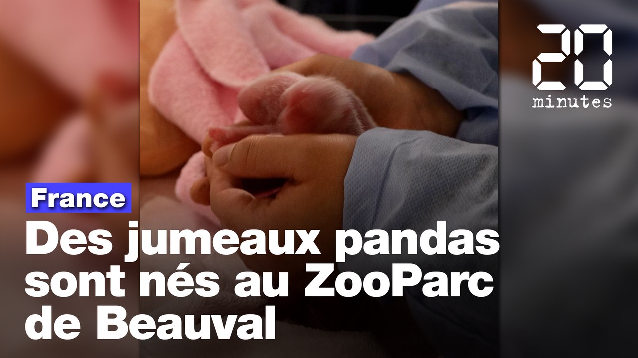 Zoo de Beauval: Huan Huan, la femelle panda, a donné naissance à des jumeaux