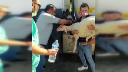 Köylüler hayvanlarını alevlerden kaçırıyor