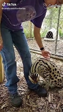 PLEASE DON'T PET ME, NO PETTING THANKS YOU TikTok Trend Cute Animals - Cutest Animals On TikTok #21