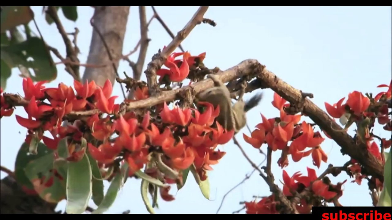 animais  vida  selvagem  natureza /  documentary wildlife animals nature  / animales fauna silvestre lnaturaleza.