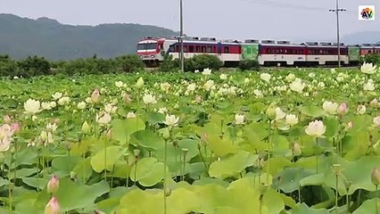 Train passes near to the Beautiful Lotus Plants