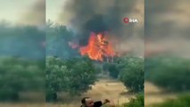 Kozalakların ve rüzgarın etkisiyle yangın büyürken vatandaşlar yangına müdahale ediyor